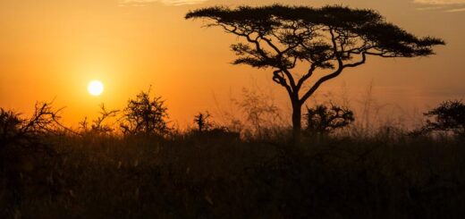 Günstige Kenia Gruppenreisen für 18 - 39 jährige 2019 ab € 3297.0 | Erlebnisrundreisen.de