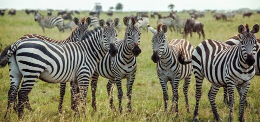 Günstige Botswana Gruppenreisen für 18 - 39 jährige 2019 ab € 1448.0 | Erlebnisrundreisen.de