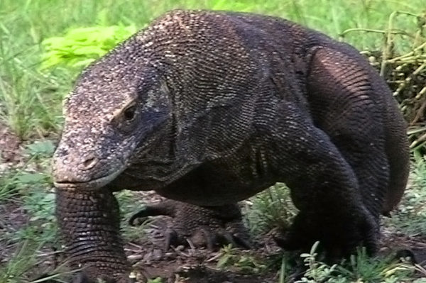 ID-Götter-Vulkane-Reisterrassen-auf-Java-Bali-und-Sulawesi-16