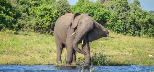 Botswana Gruppenreise | Tinta Tours Erlebnisreisen