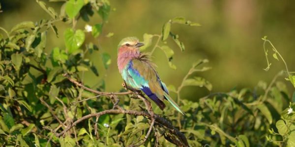 10-Tage-Adventure-Trip Botswana & Zimbabwe Safari