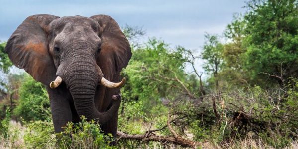 16-Tage-Adventure-Trip Discover Kruger & Namibia