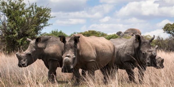 21-Tage-Adventure-Trip The Great Southern Africa Safari