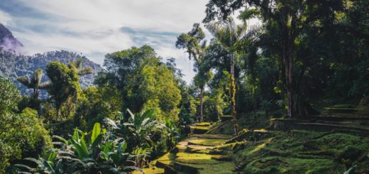 Terrassen der Verlorenen Stadt Ciudad Perdida 2021 | Erlebnisrundreisen.de