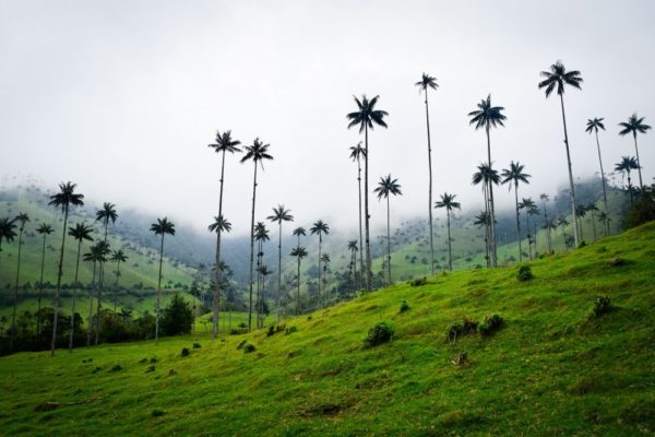 Kolumbien - Die höchsten Palmen der Welt