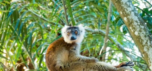Madagaskar Lemur entspannt auf Baum 2021 | Erlebnisrundreisen.de