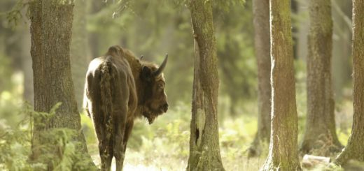 Wisent 2021 | Erlebnisrundreisen.de