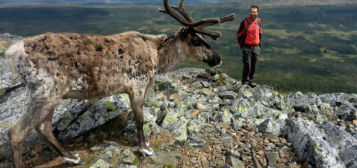 Långfjällwanderung Gruppenreise