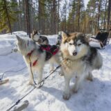Hundeschlittenfahrt bei der Saija Lodge 2021 | Erlebnisrundreisen.de
