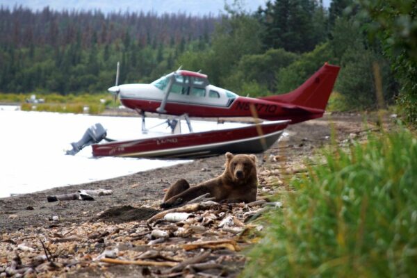 Alaska-Bär-und-Wasserflugzeug-in-Alaska