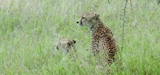 Geparde in der Serengeti 2021 | Erlebnisrundreisen.de
