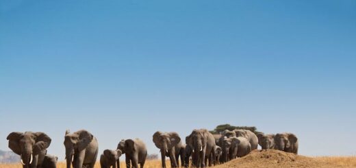 14-Tage-Adventure-Trip Safari in Kenia & Tansania | Erlebnisrundreisen.de