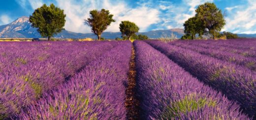 Rundreise Provence: Kultur & Genuss 2022 | Erlebnisrundreisen.de