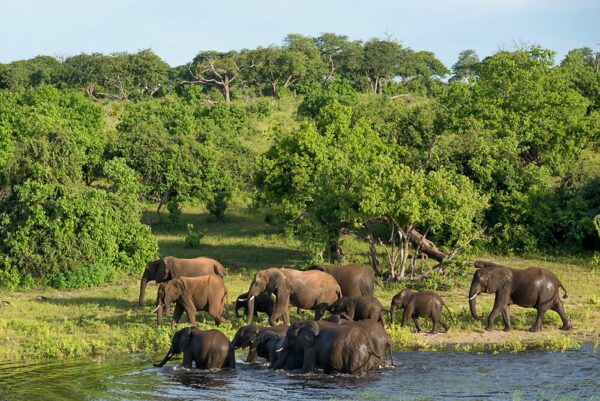 badende Elefanten im Chobe-Nationalpark