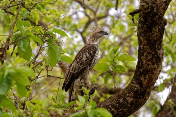 Adlerl im Chitwan-Nationalpark
