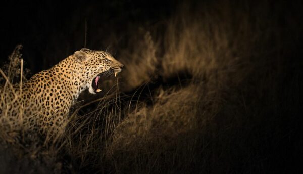 Leopard  im Krüger-Nationalpark