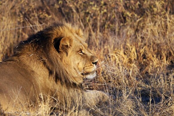 Löwe im Chobe-Nationalpark