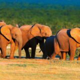 Rundreise Südafrika: Höhepunkte auf der Gardenroute 2022 | Erlebnisrundreisen.de