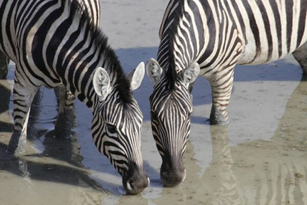 Namibia-Zwei-Zebras-am-Wasserloch-Etoscha