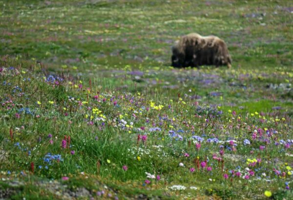 Flower-Power und Moschusochsen auf Wrangel Island