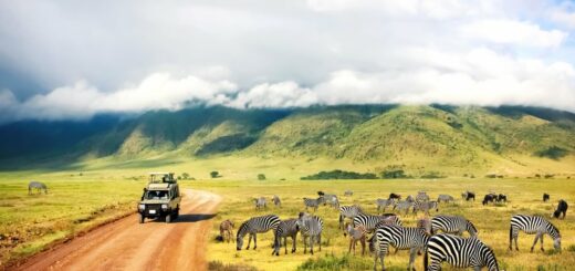 Safari Ngorongoro Krater National Park in Tansania 2021 | Erlebnisrundreisen.de