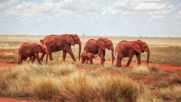 Rundreise Kenia : Höhepunkte 2022 | Erlebnisrundreisen.de