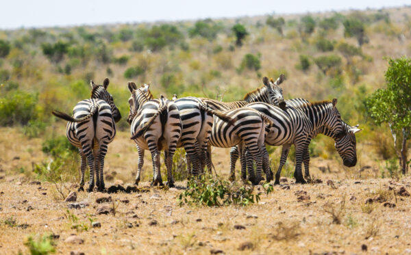 Rundreise Kenia: Impressionen 2022 | Erlebnisrundreisen.de