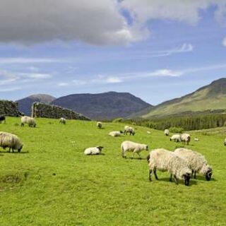 Irland deutschsprachig gefuehrte Studienreisen 2023  | Tinta Tours Erlebnisreisen