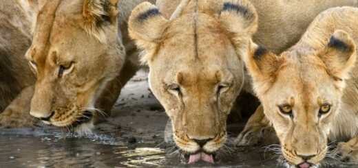 Eine Löwenfamilie stillt am Wasserloch ihren Durst, Central Kalahari Game Reserve. Reise Eine Löwenfamilie stillt am Wasserloch ihren Durst, Central Kalahari Game Reserve. 2022/2023