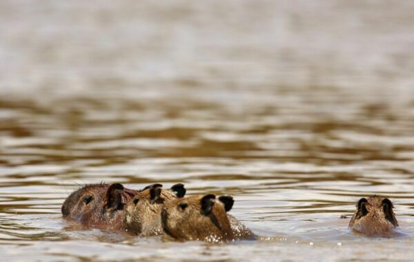 Schwimmende Wasserschweine