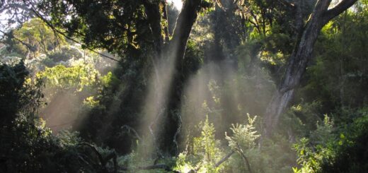 Mti Mkubwa (Big Tree) Camp , Lemosho Route Reise Mti Mkubwa (Big Tree) Camp , Lemosho Route 2022/2023
