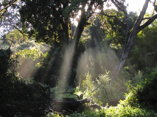 Mti Mkubwa (Big Tree) Camp , Lemosho Route