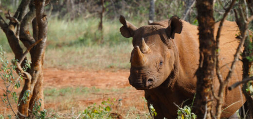 Ein Spitzmaulnashorn im Mkomazi-Nationalpark Reise Ein Spitzmaulnashorn im Mkomazi-Nationalpark 2022/2023