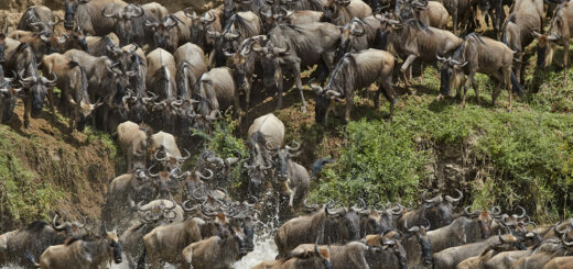 Gnuwanderung in der Serengeti Reise Gnuwanderung in der Serengeti 2022/2023