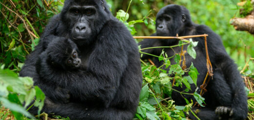 Gorillas im Bwindi-Nationalpark Reise Gorillas im Bwindi-Nationalpark 2022/2023