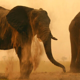 Chobe Elephant Camp, Elefanten beim Sandbad Reise Chobe Elephant Camp, Elefanten beim Sandbad 2022/2023