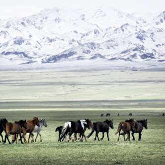 Mongolei Erlebnisreisen junge Traveller 2023