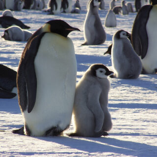 Antarktis  Expeditions-Kreuzfahrten MS ORTELIUS: Kaiserpinguine im Weddell Meer