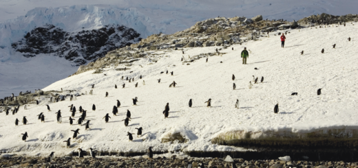 Antarktis  Expeditions-Kreuzfahrten MS PLANCIUS: Falkland - Südgeorgien - Antarktische Halbinsel