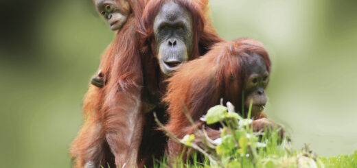 Malaysia 16-Tage-Tour Erlebnisreisen Höhepunkte Borneos