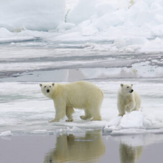 Spitzbergen (Svalbard und Jan Mayen)  Expeditions-Kreuzfahrten MS ULTRAMARINE: Spitzbergen - wild und weiß