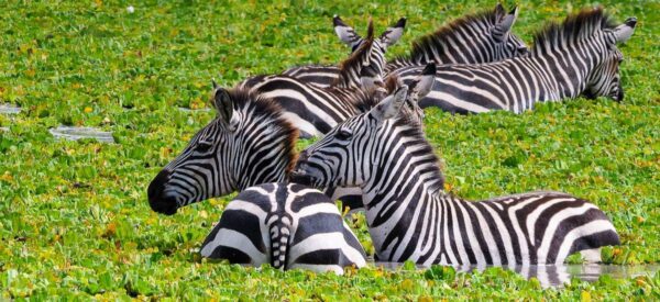 Zebras beim Kneippen