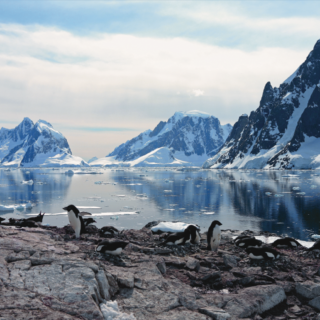 Antarktis  Expeditions-Kreuzfahrten MS PLANCIUS: Falkland - Südgeorgien - Antarktische Halbinsel
