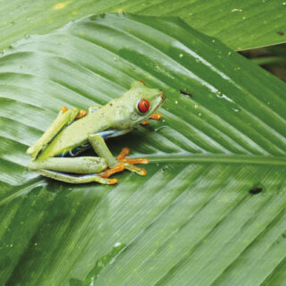 Costa Rica 14-Tage-Tour Erlebnisreisen Naturparadies Costa Rica