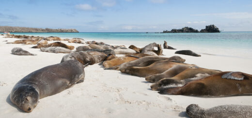 Ecuador Tour A: 11-Tage-Tour Erlebnisreisen Galápagos kompakt