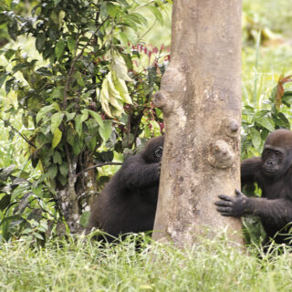 Kamerun 9-Tage-Tour Expeditionen Naturwunder Kameruns: Flachland-Gorillas