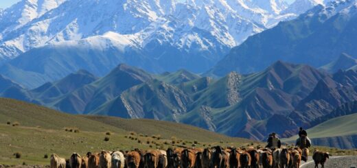 Schafherde in Kirgistan Reise Schafherde in Kirgistan 2022/2023