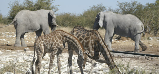 Namibia 13-TAGE-TOUR Erlebnisreisen Dreiländereck: Namibia