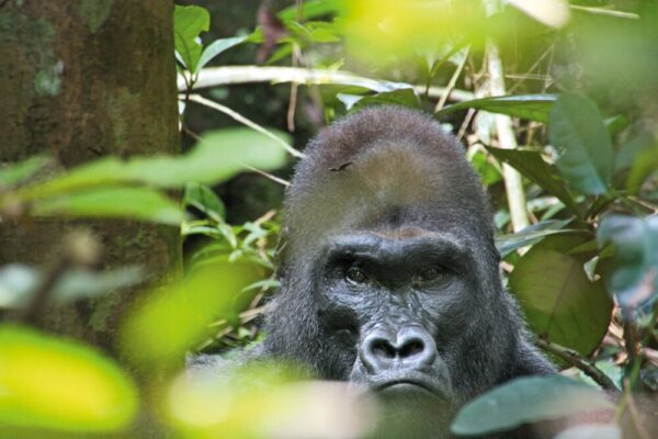 Gorilla im Nouabale Ndoki Nationalpark