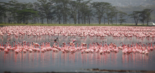 Tanzania 11-TAGE-TOUR Erlebnisreisen Tanzanias atemberaubende Tierwelt